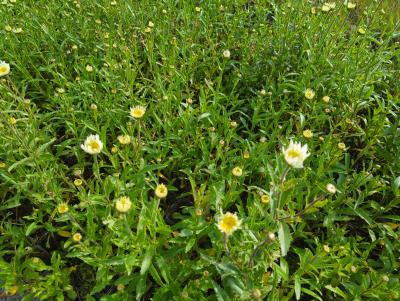 Bild von /bilder/bluehapp/thumb/leusch_Leucanthemum_sup____Ch__Hagemann___P-4295515001_T-k_Y-24_K-25_85636_aktiv_.jpg