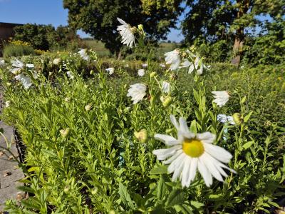 Bild von /bilder/bluehapp/thumb/leushe_Leucanthemella_serot____Herbststern___P-4318010001_T-k_Y-25_K-40_86099.jpg