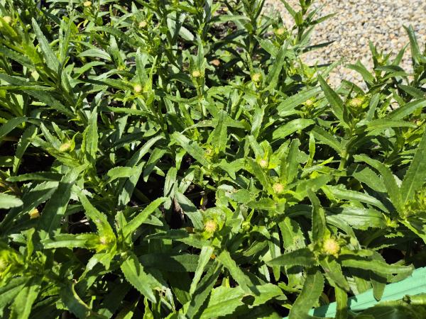Bild von /bilder/bluehapp/thumb/leushp_Leucanthemum_sup____Harry_Pötschke___P-4295530001_T-k_Y-26_K-24_54024.jpg
