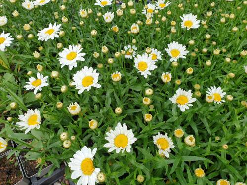 Bild von /bilder/bluehapp/thumb/leussnc_Leucanthemum_superbum___Snow_Cap___P-4295557001_T-b_Y-21_K-27_25939_aktiv_.jpg