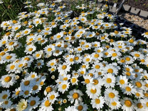 Bild von /bilder/bluehapp/thumb/leussnc_Leucanthemum_superbum___Snow_Cap___P-4295557001_T-b_Y-21_K-29_58220_aktiv_.jpg