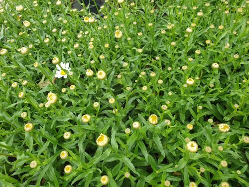 Bild von Leucanthemum superbum Snow Cap