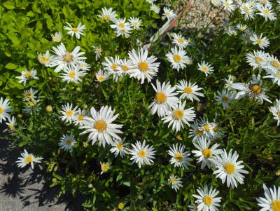 Bild von /bilder/bluehapp/thumb/leusws_Leucanthemum_sup____Wirral_Supreme___P-4295570001_T-b_Y-23_K-27_90932_aktiv_.jpg