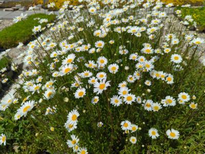 Bild von /bilder/bluehapp/thumb/leuv_Leucanthemum_vulgare_P-4294500004_T-b_Y-24_K-20_46979_aktiv_.jpg