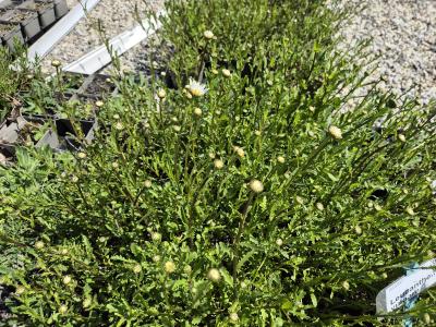 Bild von /bilder/bluehapp/thumb/leuv_Leucanthemum_vulgare_P-4294500004_T-k_Y-25_K-19_89408.jpg