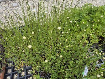 Bild von /bilder/bluehapp/thumb/leuvma_Leucanthemum_vulgare___Maikönigin___P-4294510001_T-k_Y-25_K-20_99022.jpg