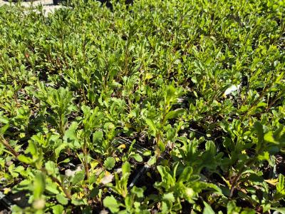 Bild von /bilder/bluehapp/thumb/leuvma_Leucanthemum_vulgare___Maikönigin___P-4294510001_T-k_Y-26_K-17_83754.jpg