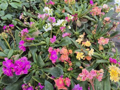 Bild von /bilder/bluehapp/thumb/lewcre_Lewisia_cotyledon___Regenbogen___P-4321010001_T-b_Y-26_K-10_15873.jpg