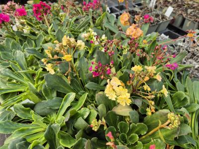 Bild von /bilder/bluehapp/thumb/lewcre_Lewisia_cotyledon___Regenbogen___P-4321010001_T-k_Y-25_K-10_18451.jpg