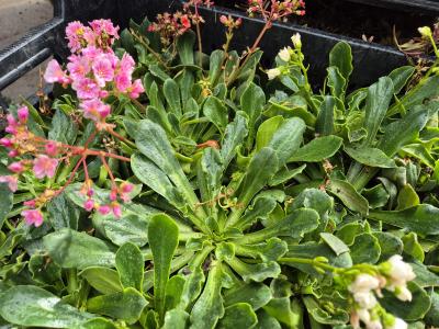 Bild von /bilder/bluehapp/thumb/lewcre_Lewisia_cotyledon___Regenbogen___P-4321010001_T-k_Y-25_K-9_69745.jpg