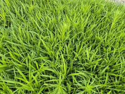 Bild von /bilder/bluehapp/thumb/liasal_Liatris_spicata___Alba___P-4341510001_T-k_Y-25_K-26_49804.jpg
