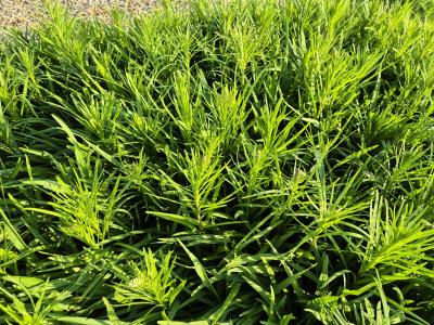 Bild von /bilder/bluehapp/thumb/liasfv_Liatris_spicata___Floristan_Violett___P-4341515001_T-k_Y-25_K-27_49116.jpg