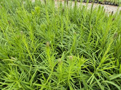 Bild von /bilder/bluehapp/thumb/liasfv_Liatris_spicata___Floristan_Violett___P-4341515001_T-k_Y-25_K-28_45244.jpg