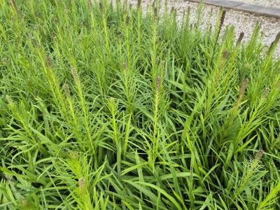 Bild von /bilder/bluehapp/thumb/liasfv_Liatris_spicata___Floristan_Violett___P-4341515001_T-k_Y-25_K-29_15473.jpg