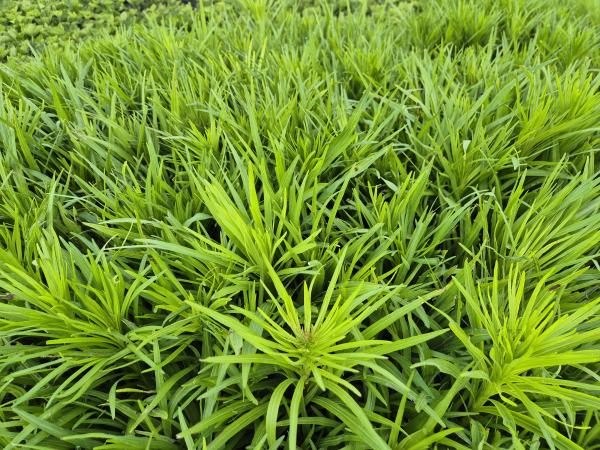 Bild von /bilder/bluehapp/thumb/liasfv_Liatris_spicata___Floristan_Violett___P-4341515001_T-k_Y-26_K-23_42505.jpg