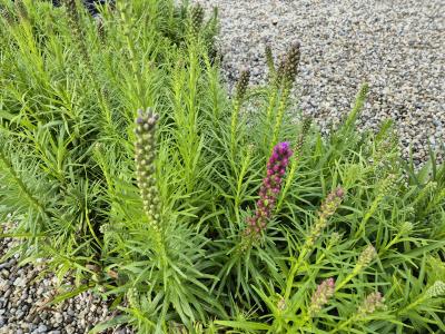 Bild von /bilder/bluehapp/thumb/liasko_Liatris_spicata___Kobold___P-4341520001_T-k_Y-25_K-26_29419.jpg