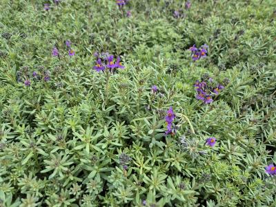 Bild von /bilder/bluehapp/thumb/lina_Linaria_alpina_P-4420500001_T-b_Y-25_K-23_15443.jpg