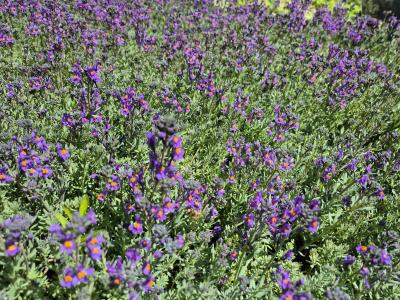 Bild von /bilder/bluehapp/thumb/lina_Linaria_alpina_P-4420500001_T-b_Y-25_K-24_54058.jpg
