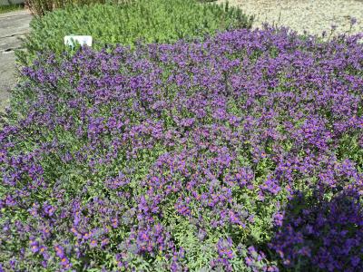 Bild von /bilder/bluehapp/thumb/lina_Linaria_alpina_P-4420500001_T-b_Y-25_K-25_98469.jpg
