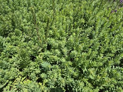 Bild von /bilder/bluehapp/thumb/linp_Linaria_purpurea_P-4421000001_T-k_Y-25_K-25_38686.jpg
