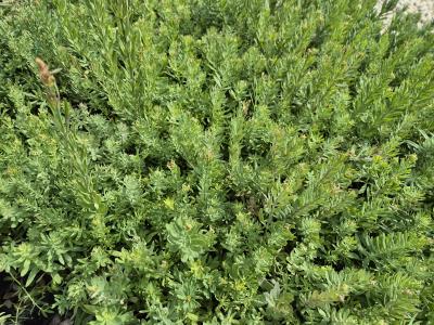 Bild von /bilder/bluehapp/thumb/linp_Linaria_purpurea_P-4421000001_T-k_Y-25_K-26_32073.jpg