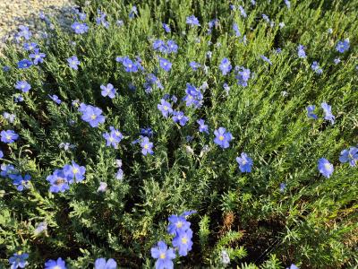 Bild von /bilder/bluehapp/thumb/linpnsa_Linum_perenne_nanum___Saphir___P-4463020001_T-b_Y-25_K-25_24508.jpg