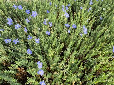 Bild von /bilder/bluehapp/thumb/linpnsa_Linum_perenne_nanum___Saphir___P-4463020001_T-b_Y-25_K-26_26271.jpg
