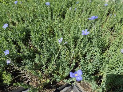 Bild von /bilder/bluehapp/thumb/linpnsa_Linum_perenne_nanum___Saphir___P-4463020001_T-k_Y-25_K-24_89082.jpg