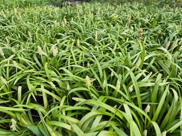 Bild von /bilder/bluehapp/thumb/lirmmw_Liriope_muscari___Monroe_White___P-4481535001_T-b_Y-26_K-36_40791.jpg