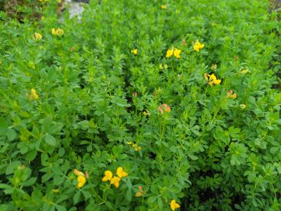 Bild von Lotus corniculatus