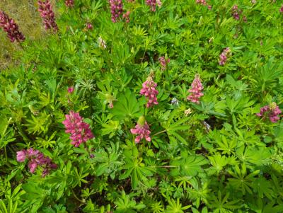 Bild von /bilder/bluehapp/thumb/luppms_Lupinus_polyphyllus___Mein_Schloß___P-4581035001_T-b_Y-24_K-23_72658_aktiv_.jpg