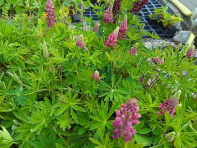 Bild von /bilder/bluehapp/thumb/luppms_Lupinus_polyphyllus___Mein_Schloß___P-4581035001_T-k_Y-23_K-23_30582_aktiv_.jpg