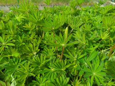 Bild von /bilder/bluehapp/thumb/luppms_Lupinus_polyphyllus___Mein_Schloß___P-4581035001_T-k_Y-24_K-19_74889_aktiv_.jpg
