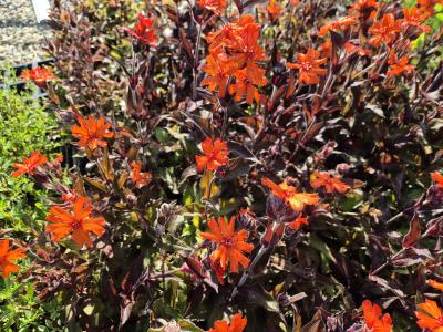Bild von /bilder/bluehapp/thumb/lycave_Lychnis_x_arkwightii___Vesuvius___P-4601210001_T-b_Y-25_K-25_52904.jpg