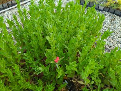 Bild von /bilder/bluehapp/thumb/lycc_Lychnis_chalcedonica_P-4601500001_T-k_Y-24_K-20_11501_aktiv_.jpg