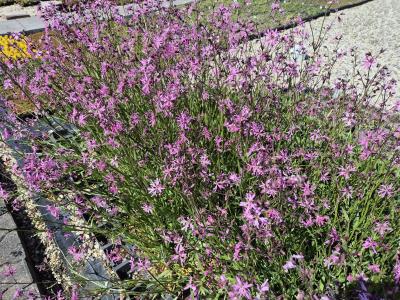 Bild von /bilder/bluehapp/thumb/lycfc_Lychnis_flos_cuculi_P-4601900004_T-b_Y-25_K-19_29875.jpg