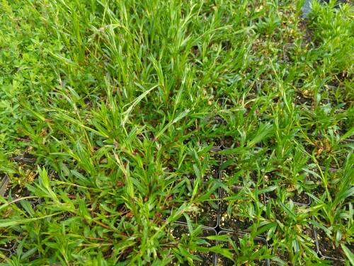 Bild von lycfc_Lychnis_flos_cuculi_P-4601900004_T-k_Y-22_K-17_79801_aktiv_.jpg
