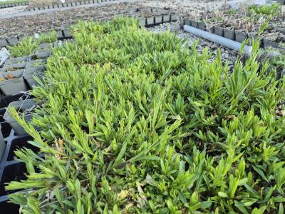 Bild von /bilder/bluehapp/thumb/lycfc_Lychnis_flos_cuculi_P-4601900004_T-k_Y-26_K-16_29357.jpg