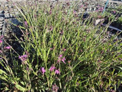 Bild von /bilder/bluehapp/thumb/lycfc_Lychnis_flos_cuculi_P-4601900004_T-k_Y-26_K-18_74042.jpg