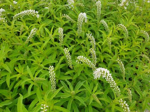 Bild von /bilder/bluehapp/thumb/lyscl_Lysimachia_clethroides_P-4622000001_T-b_Y-21_K-27_20897_aktiv_.jpg