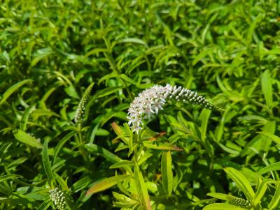 Bild von /bilder/bluehapp/thumb/lyscl_Lysimachia_clethroides_P-4622000001_T-b_Y-22_K-26_70055_aktiv_.jpg