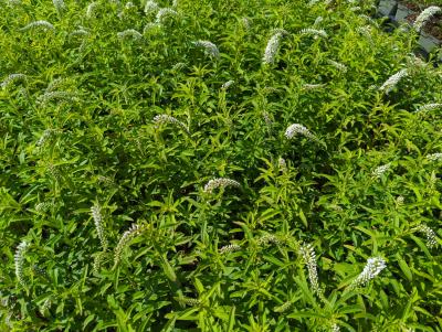 Bild von /bilder/bluehapp/thumb/lyscl_Lysimachia_clethroides_P-4622000001_T-b_Y-23_K-27_36949_aktiv_.jpg