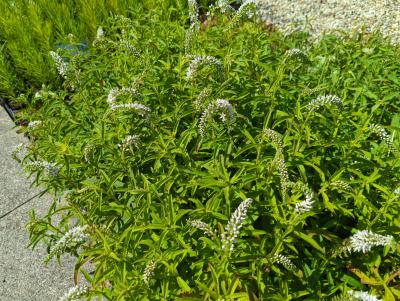 Bild von /bilder/bluehapp/thumb/lyscl_Lysimachia_clethroides_P-4622000001_T-k_Y-22_K-28_15960_aktiv_.jpg