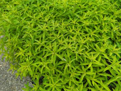 Bild von /bilder/bluehapp/thumb/lyscl_Lysimachia_clethroides_P-4622000001_T-k_Y-24_K-23_93715_aktiv_.jpg