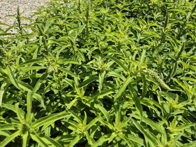 Bild von /bilder/bluehapp/thumb/lyscl_Lysimachia_clethroides_P-4622000001_T-k_Y-25_K-25_99193.jpg