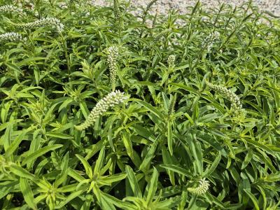 Bild von /bilder/bluehapp/thumb/lyscl_Lysimachia_clethroides_P-4622000001_T-k_Y-25_K-26_82189.jpg