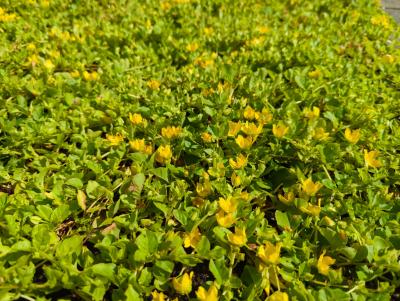 Bild von /bilder/bluehapp/thumb/lysn_Lysimachia_nummularia_P-4623000001_T-b_Y-22_K-22_64315_aktiv_.jpg