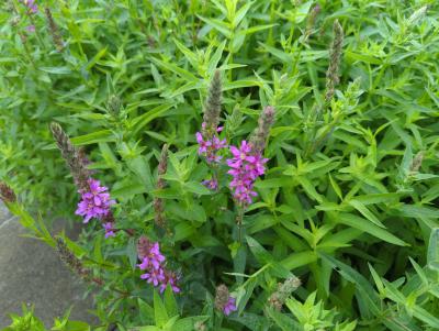 Bild von Lythrum salicaria