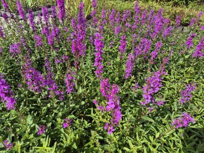 Bild von /bilder/bluehapp/thumb/lyts_Lythrum_salicaria_UG16_P-4641500001_T-b_Y-25_K-36_74040.jpg