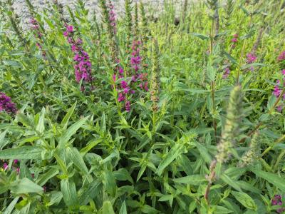 Bild von /bilder/bluehapp/thumb/lytsfe_Lythrum_salicaria___Feuerkerze_______P-4641510001_T-k_Y-25_K-26_97584.jpg
